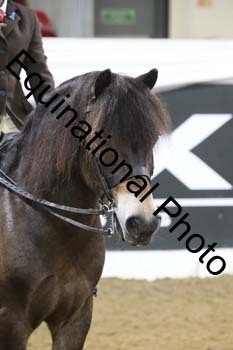 ALF-1193
