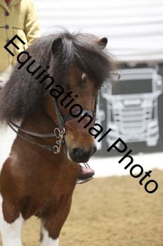 ALF-1206