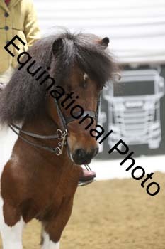 ALF-1207