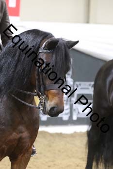 ALF-1216