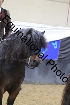 ALF-1231
