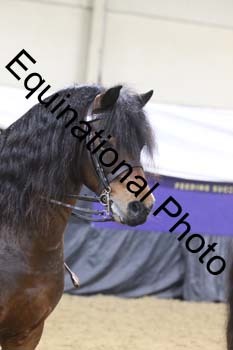 ALF-1237