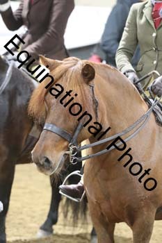 ALF-1246