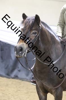 ALF-1251