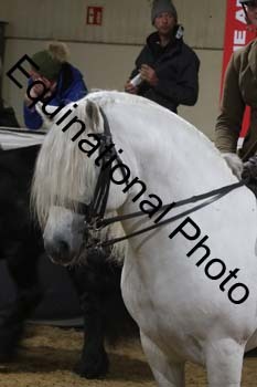 ALF-1585
