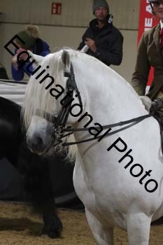 ALF-1586
