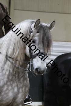 ALF-1637