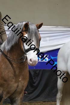 ALF-2006