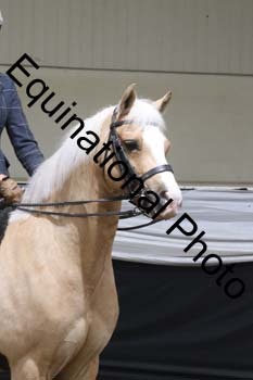 ALF-2038