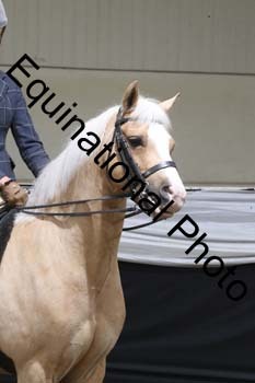 ALF-2039