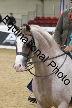 ALF-2046