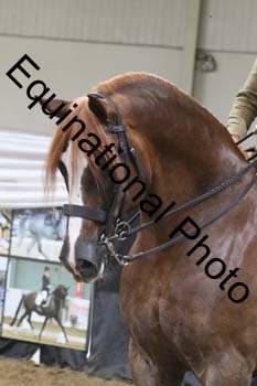 ALF-2238