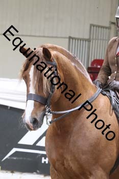 ALF-2246