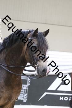 ALF-2261