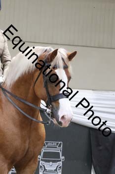 ALF-2271