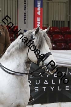 ALF-2558