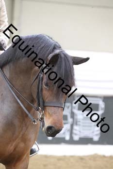 ALF-2585