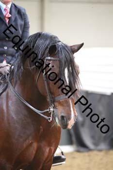 ALF-2784