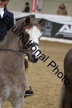 ALF-2919