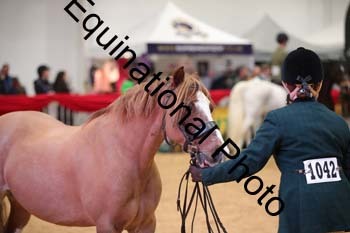 ERB-6619