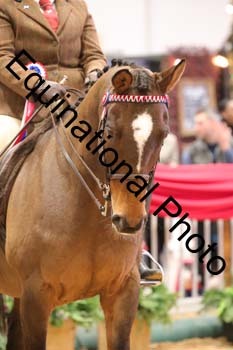 ERB-8194