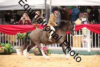 ERB-8482