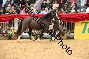 GBR-6307