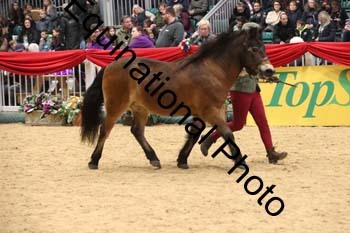 GBR-7981